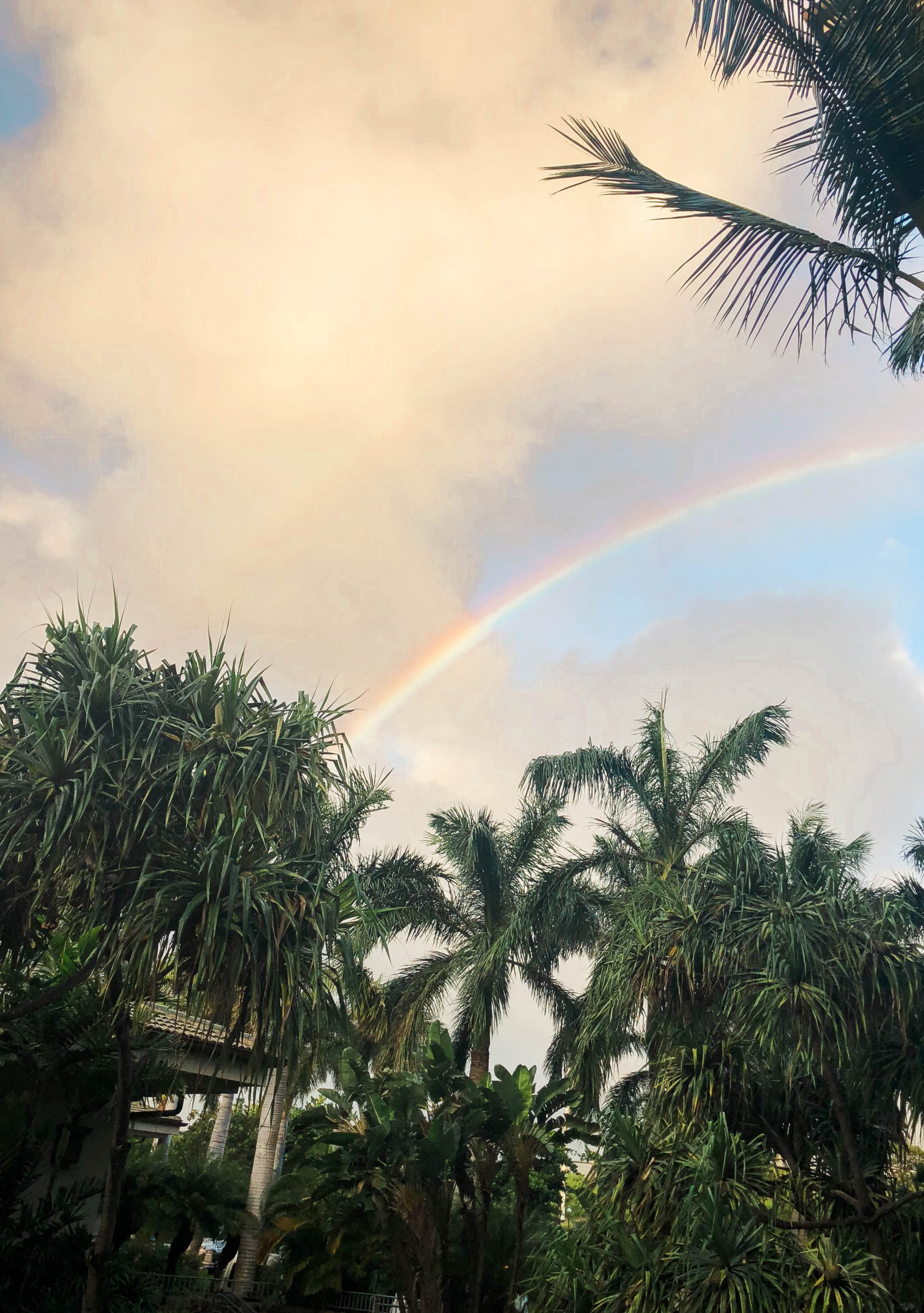 Maui, Hawaii rainbows and palm trees 