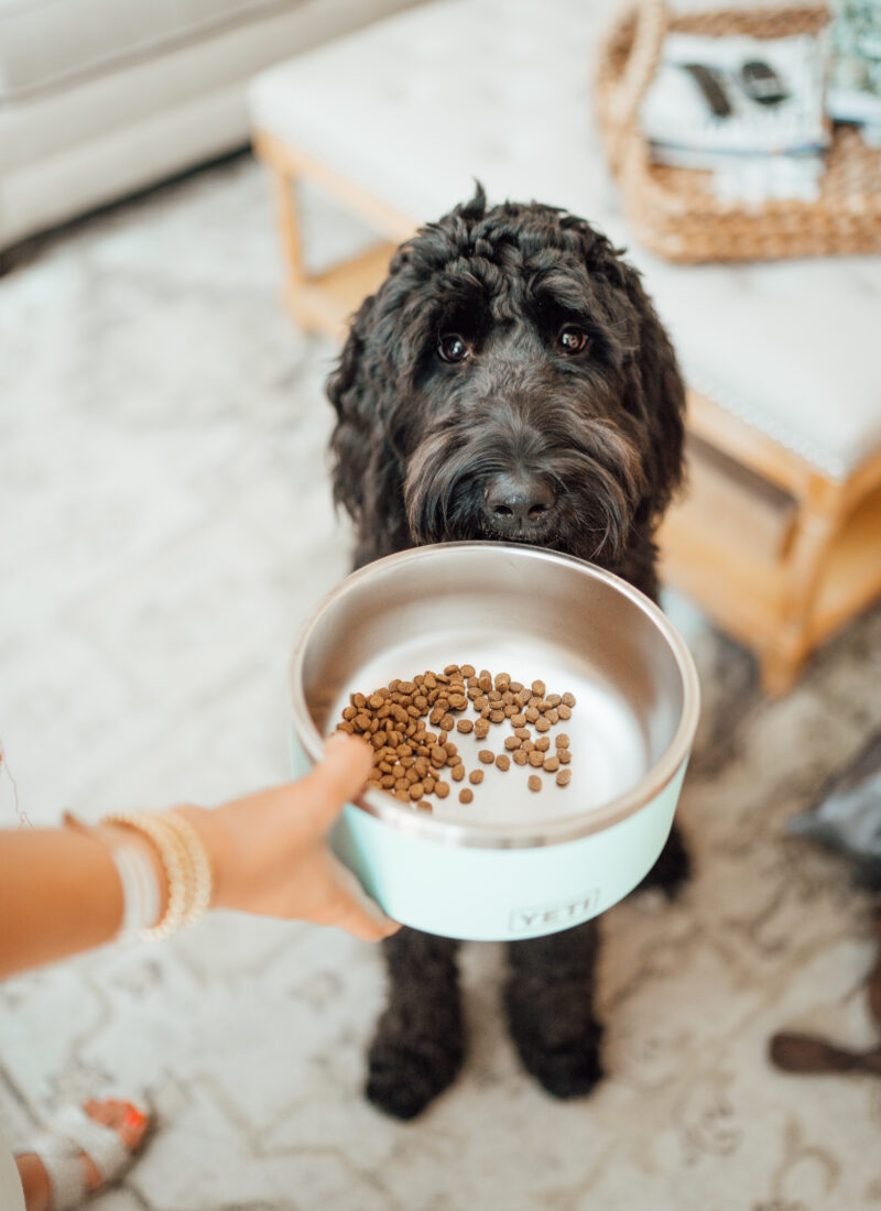 Our favorite slow feeder dog bowls