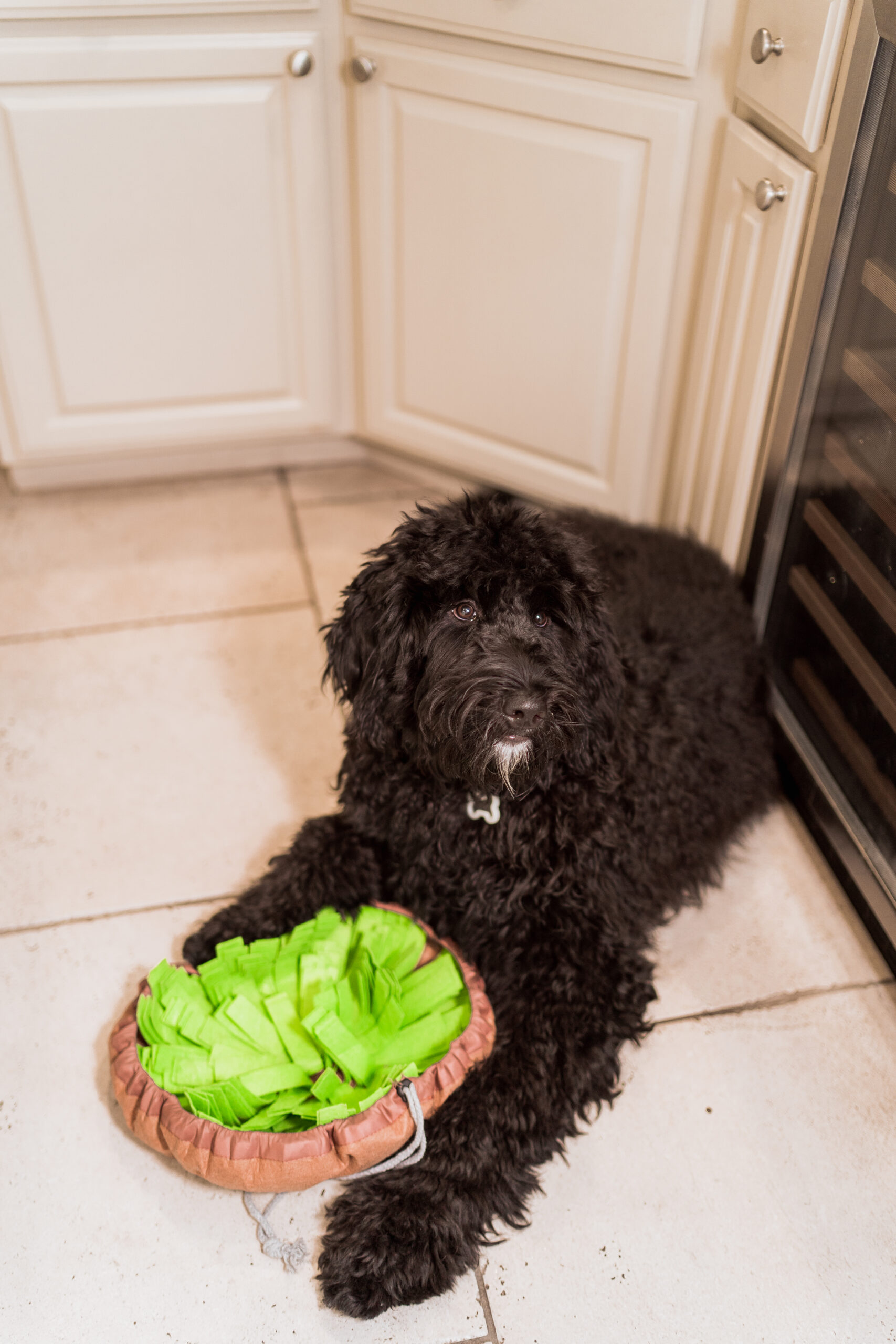 Dog snuffle mat for eating review | Adored by Alex